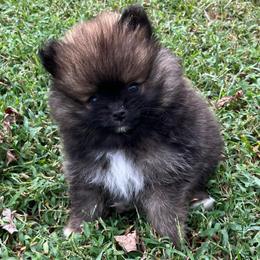 Ewok - Wolf sable male Pomeranian puppy in Jefferson City, Missouri from MJ’s Pomeranians