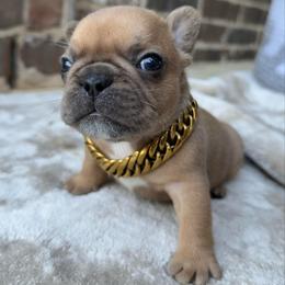Mac - Brindle and white male French Bulldog puppy in Willis, Texas from Maranda Cianceruso