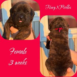 Felicity - Brindle female Mastiff puppy in Carthage, Missouri from Mama’s Mastiffs