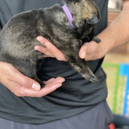 German Shepherd Puppies from Sua Sponte GSDs