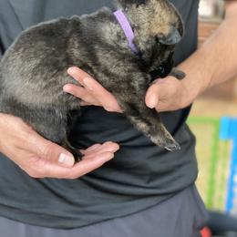 German Shepherd Puppies from Sua Sponte GSDs