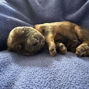 Boy 1 - Tawny Briard puppy in Spring Grove, Pennsylvania from Briards De Bejaune