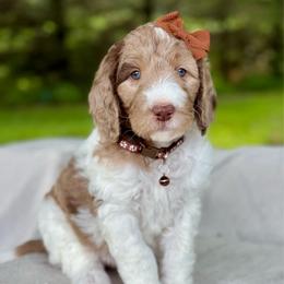 Brown - Merle female Goldendoodle puppy in Hesperia, Michigan from Red Acres Poodles & Doodles