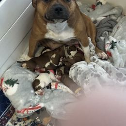 Boy 1 - Red male Staffordshire Bull Terrier puppy in Port Saint Lucie, Florida from Southern Staffies