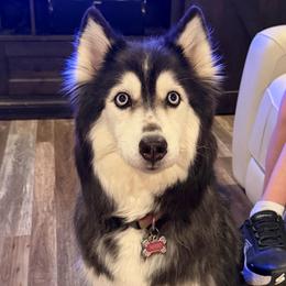 Nikki - Siberian Husky