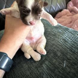 Donut - Chocolate male Havanese puppy in Manteca, California from Happy Havanese Gems