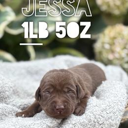 Jessa - Chocolate female Labrador Retriever puppy in Puyallup, Washington from 12 Door Farm Labradors