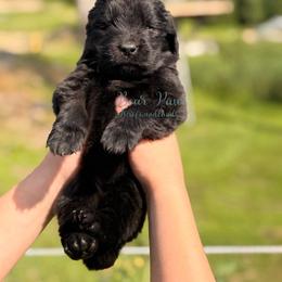 Janis Joplin - Black female Newfoundland puppy in Tully, New York from Bear Paw Newfoundlands
