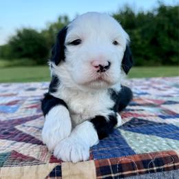 Wooly Bully - Black and white male Sheepadoodle puppy in Adams, Nebraska from Boxcar Doodles and Poodles