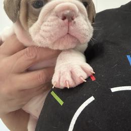 Girl 2 - Fawn and white female Bulldog puppy in Rome, Georgia from English Bulldogs of the Seven Hills