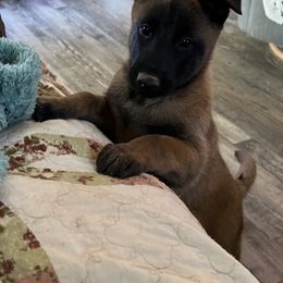 Belgian Malinois Puppies from MonStar Malinois