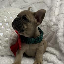 Warren - Blue male French Bulldog puppy in Peru, Indiana from Angie's Little Bostons And Frenchies