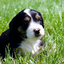Socks - Black tri-color female Aussiedoodle puppy in Decatur, Illinois from Signature Doodles