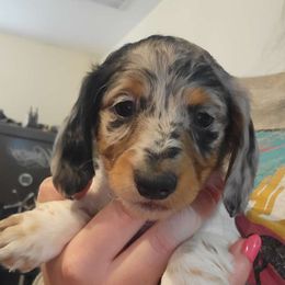 Prince - Dapple Dachshund puppy in Choctaw, Oklahoma from TS Performance Horses & Dachshunds