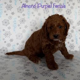Almond - Red  female Goldendoodle puppy in De Pere, Wisconsin from Kinzor Kennels