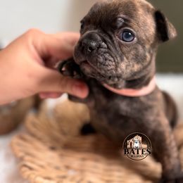 French Bulldog Puppies from Bates Bulldogs