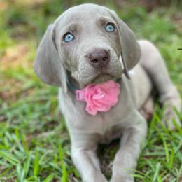 Weimaraner Puppies from Southern Magnolia Weimaraners