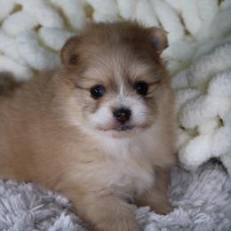 AKC Mochi - Orange sable female Pomeranian puppy in Albany, Indiana from Hatz Off Puppies
