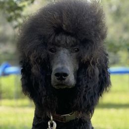 Liam - Poodle