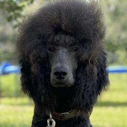 Liam - Poodle