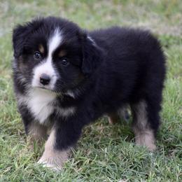 Spades - Black tri male Miniature Australian Shepherd puppy in Evant, Texas from Lazy VT Bar Ranch