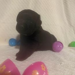 Little miss - Black female Labrador Retriever puppy in Wittmann, Arizona from AM Labradors