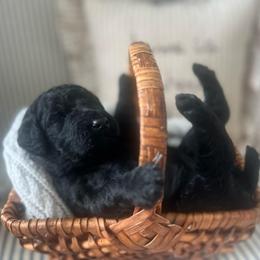 Wren (bright pink collar) - Black female Poodle puppy in Batavia, Ohio from The Livezey Standard-CKCS and Standard Poodles