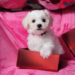 Bichon Frise Puppies from Wonder Bichons
