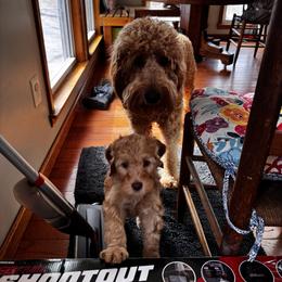 Goldendoodle Puppies from Dani’s Doodles