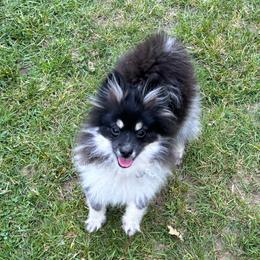 Pixie - Tri-colored female Pomeranian puppy in Douglas, Massachusetts from Country Oak Poms LLC