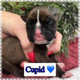 Cupid - Brindle male Boxer puppy in Greenwell Springs, Louisiana from Bayou Boxer Haus - Baton Rouge Boxers