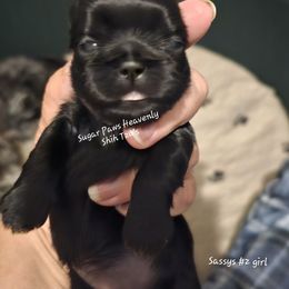 Sophia - Black female Shih Tzu puppy in Havelock, North Carolina from Sugar Paws Heavenly Shih Tzu’s