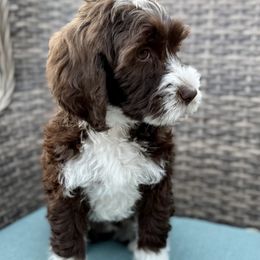 Tilly, Yellow collar - female Golden Mountain Doodle puppy in Twin Falls, Idaho from Magic Valley Family Doodles