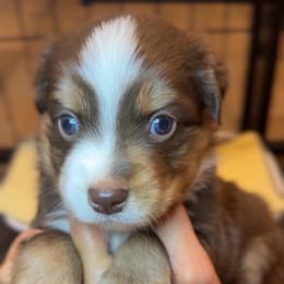 Champagne - Red tri male Miniature Australian Shepherd puppy in Massapequa, New York from All That Auss Mini Aussies