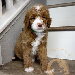 Green Bean - Red  male Goldendoodle puppy in Murrieta, California from Apricot Poodles & Goldendoodles, LLC