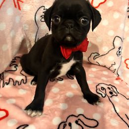 Pug Puppies from Berg Family