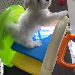 Maltese, Morkie, and Yorkshire Terrier Puppies from Cottonwood Maltese & Yorkies