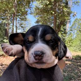 Charmy - Piebald female Dachshund puppy in Brownsville, California from Pine & Pasture Dachshunds