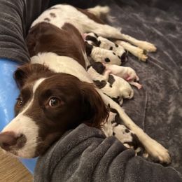Girl 1 is Spoken For - Liver and white female English Springer Spaniel puppy in Lynchburg, Virginia from Southern Springers