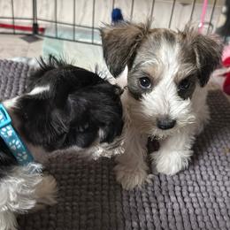 Miniature Schnauzer Puppies from Poppy’s Mini Schnauzers