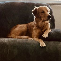 Maple - Golden Retriever