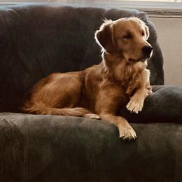 Maple - Golden Retriever