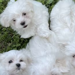 Maltese from A Loving’s Maltese