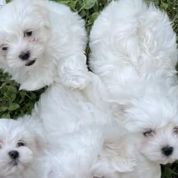 Maltese from A Loving’s Maltese