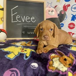 Eevee - Golden rust female Vizsla puppy in Bloomington, Indiana from Envizion