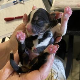 Triumph - Black tri female Miniature Australian Shepherd puppy in Marysville, Washington from Garay Mini Aussies