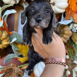 Black girl two - Black female Dachshund puppy in Payette, Idaho from NT Mini Doxies