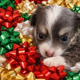 Merle Haggard - Blue merle male Chihuahua puppy in Drumright, Oklahoma from Fancy Pants Chihuahua’s