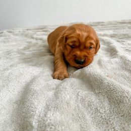 Sunny - Dark golden Golden Retriever puppy in Nampa, Idaho from Redwood Goldens