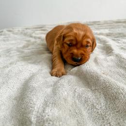 Sunny - Dark golden Golden Retriever puppy in Nampa, Idaho from Redwood Goldens